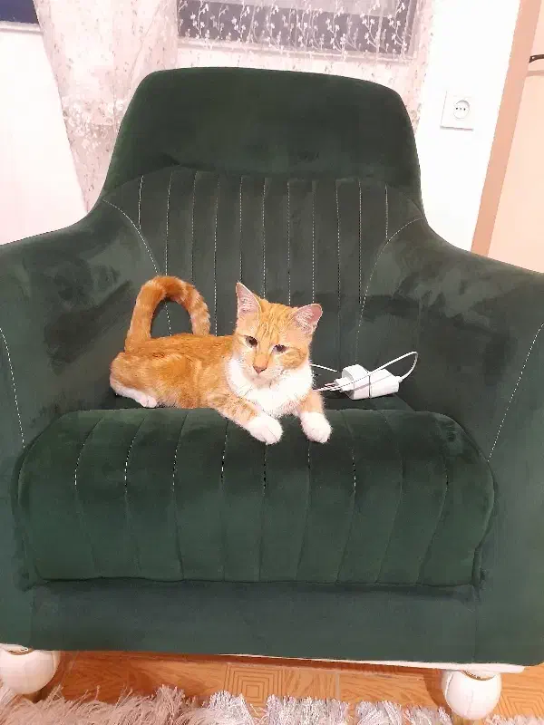 واگذاری رایگان گربه|گربه|رشت, پاره بیجار|دیوار