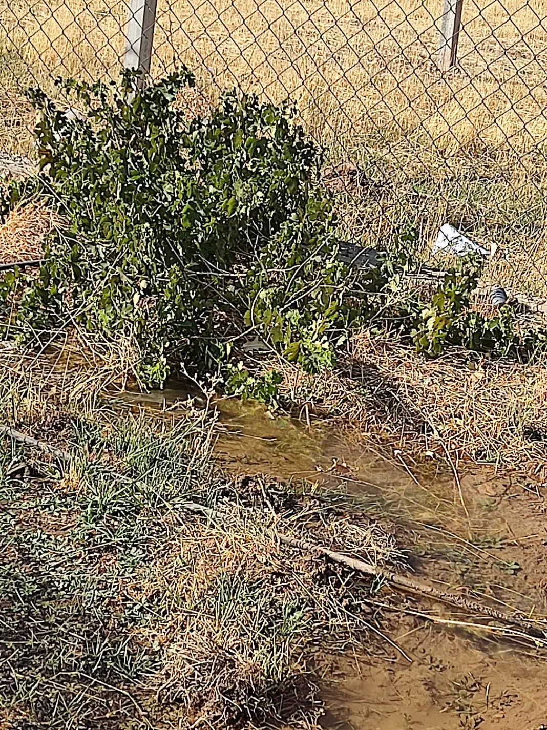 زمین باغ و خانه ویلایی در شهرستان شازند|فروش خانه و ویلا|شازند, |دیوار