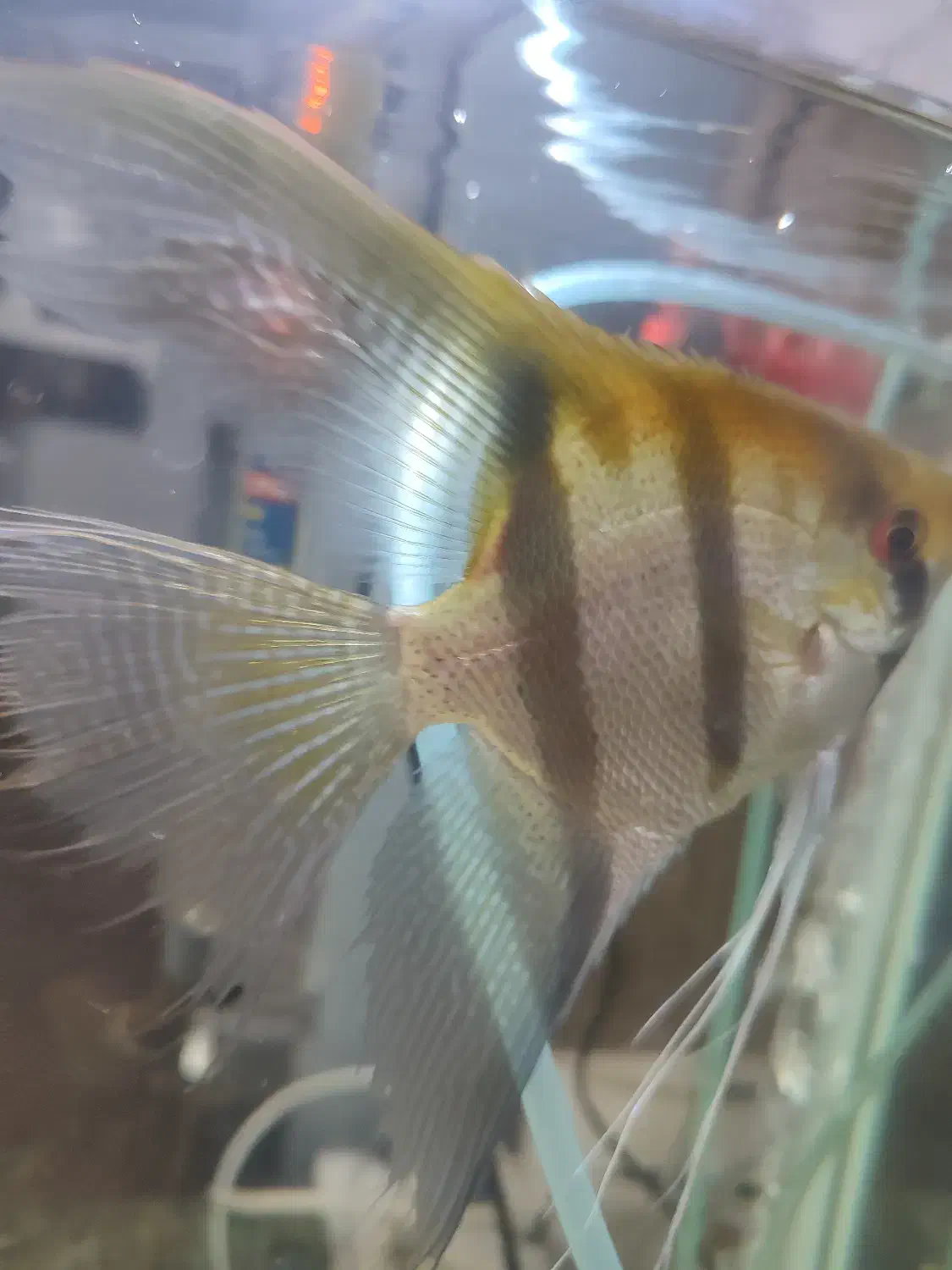 ماهی آنجل|ماهی|میاندوآب, |دیوار