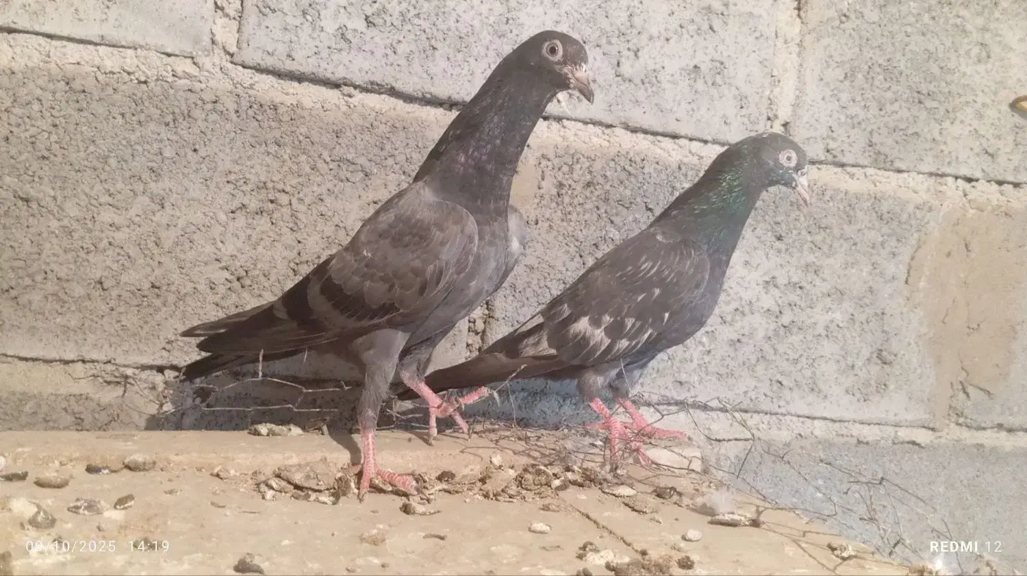 دو عددکبوتر پرش سنگین|پرنده|میناب, |دیوار