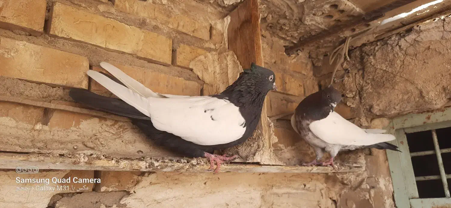 دوتا ماده سینه ای|پرنده|شوشتر, |دیوار