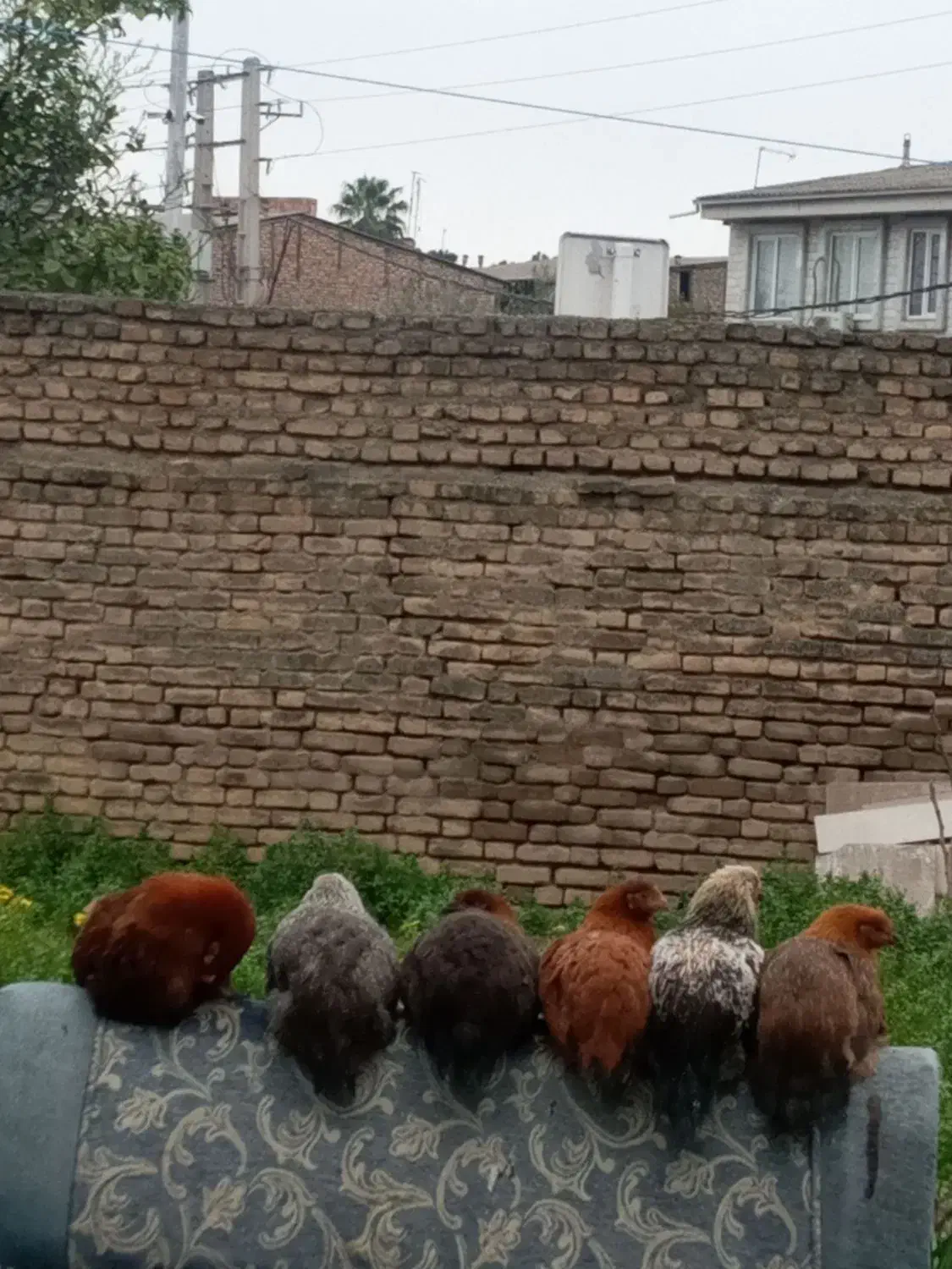 مرغ محلی|حیوانات مزرعه|گرگان, |دیوار