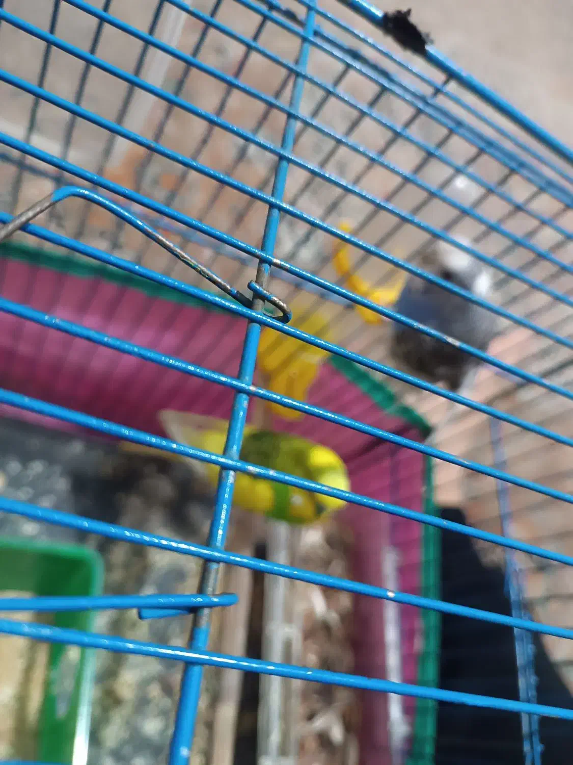 مرغ عشق با تخم|پرنده|تهران, نعمتآباد|دیوار