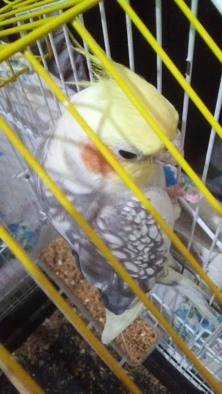 عروس هلندی نر|پرنده|مبارکه, |دیوار