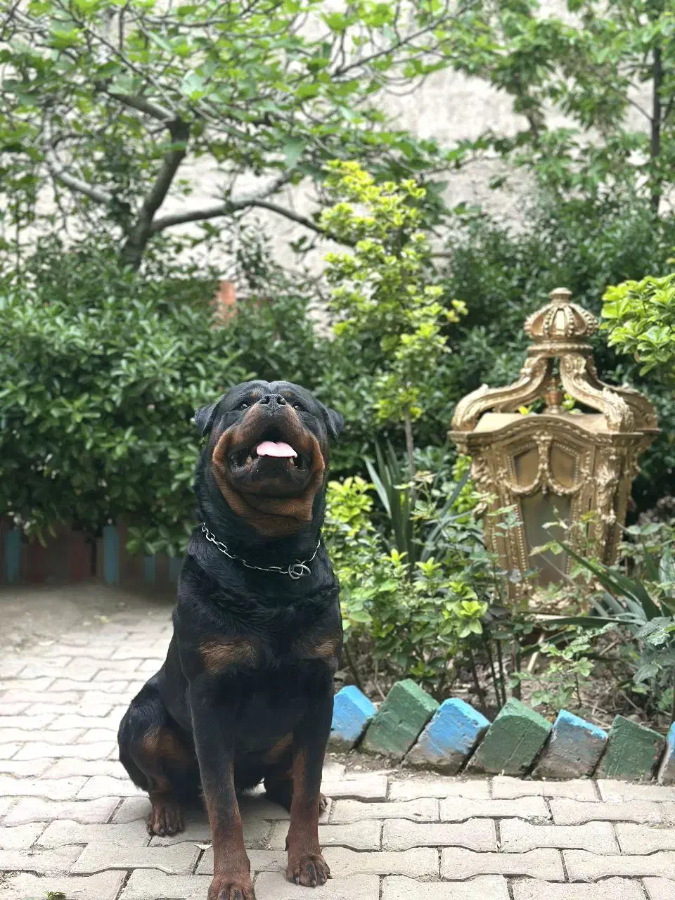 روتوایلر نر پسر شازده ایچ|سگ|قدس, شهر‌قدس|دیوار