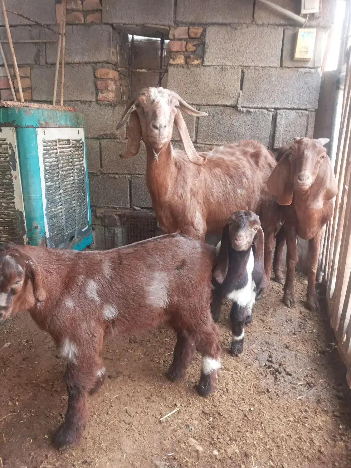 دوعددبزماده با بی نر|حیوانات مزرعه|شوش, |دیوار