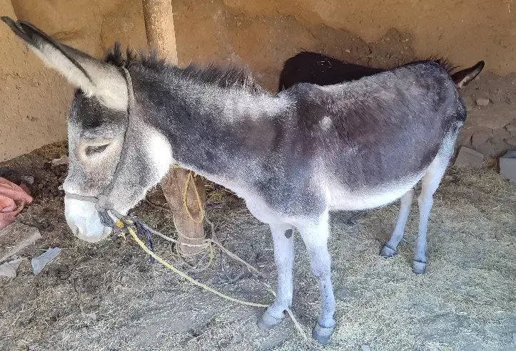 الاغغ|حیوانات مزرعه|ماهنشان, |دیوار