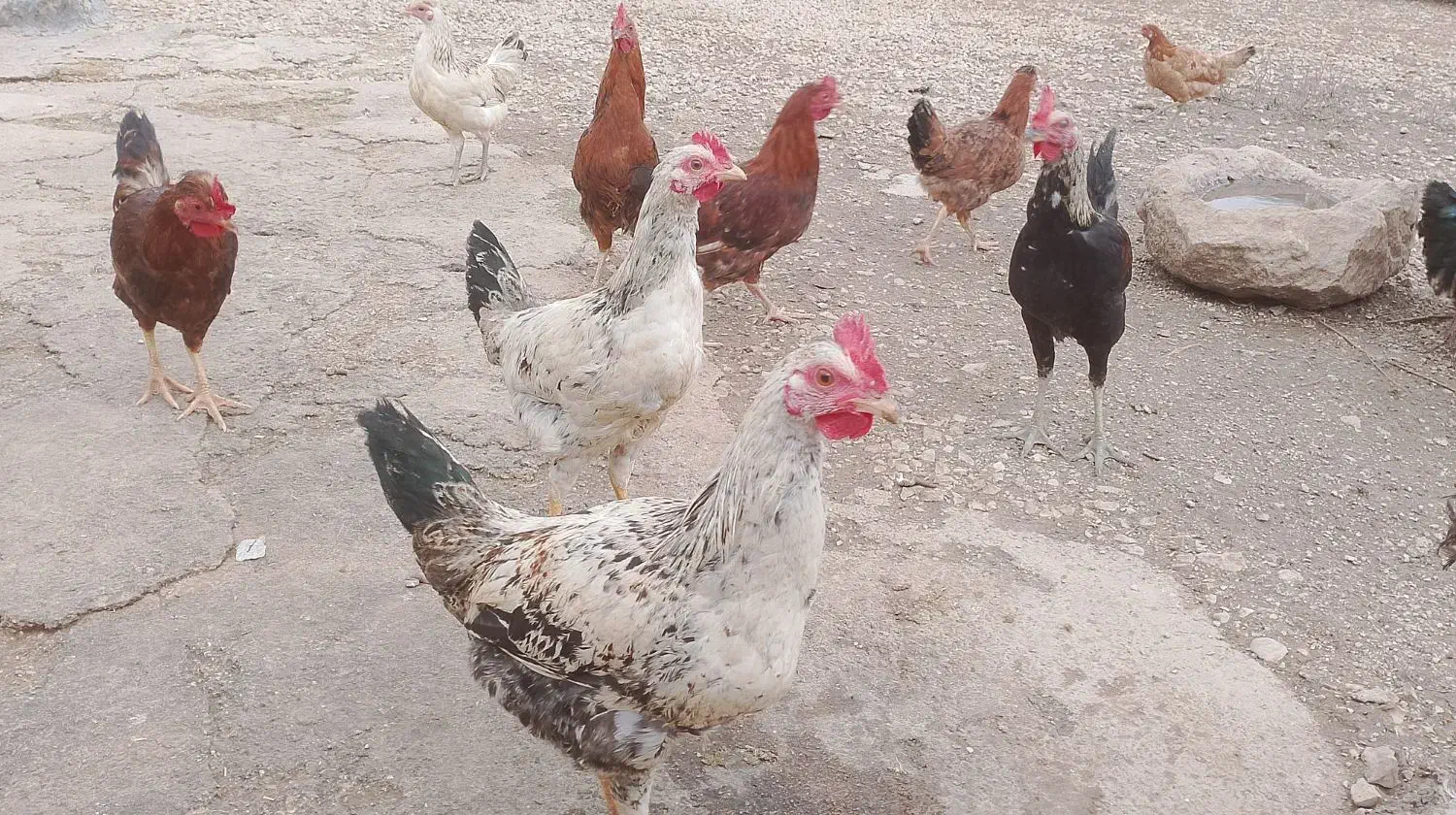 خروس جوان|حیوانات مزرعه|زرنه, |دیوار