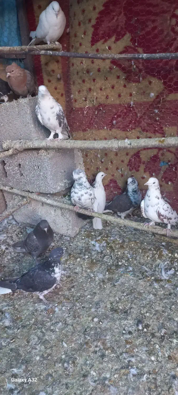 کبوترپرشی|پرنده|شهریار, اصیل آباد|دیوار