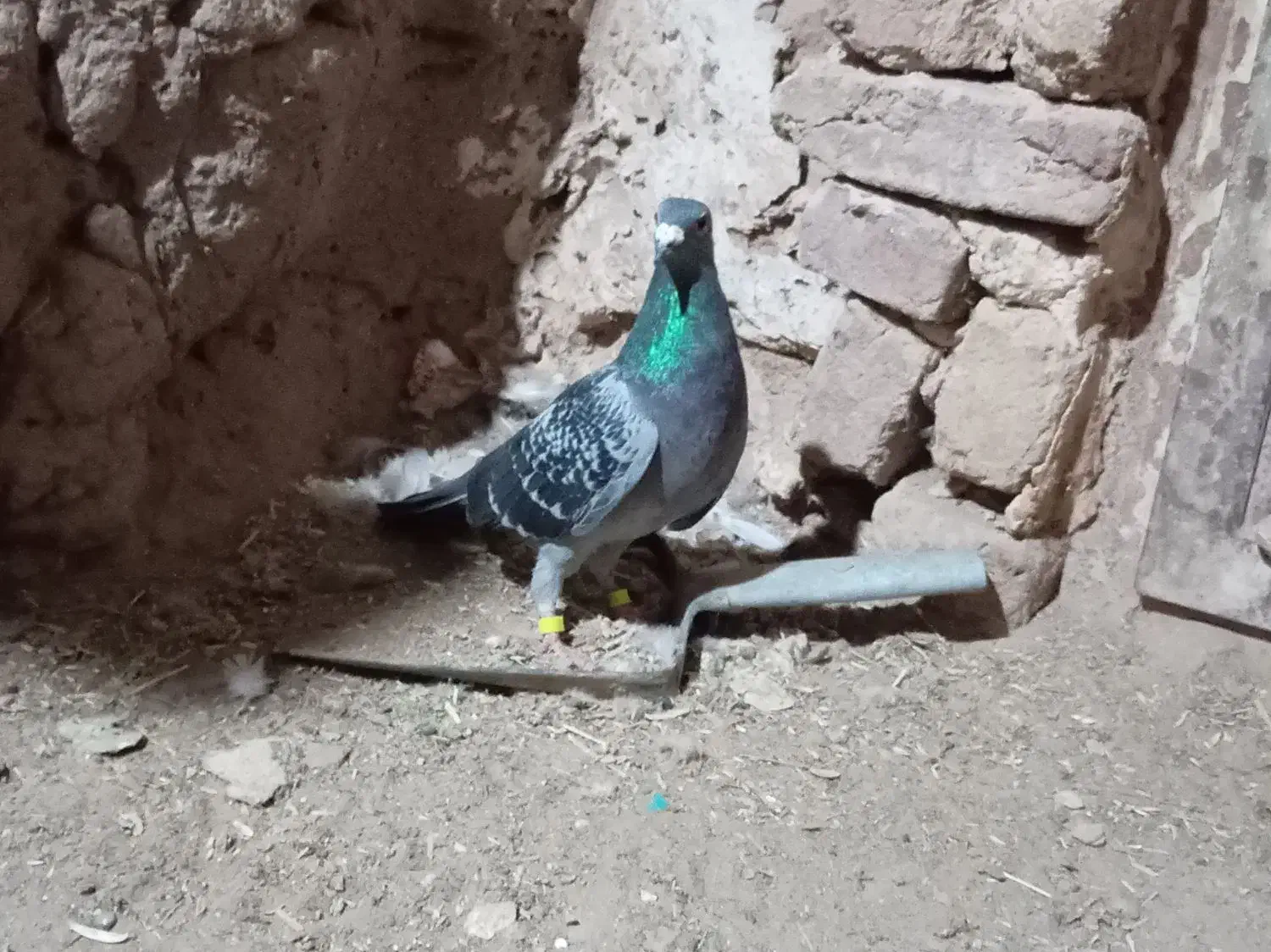 700|پرنده|سلامی, |دیوار