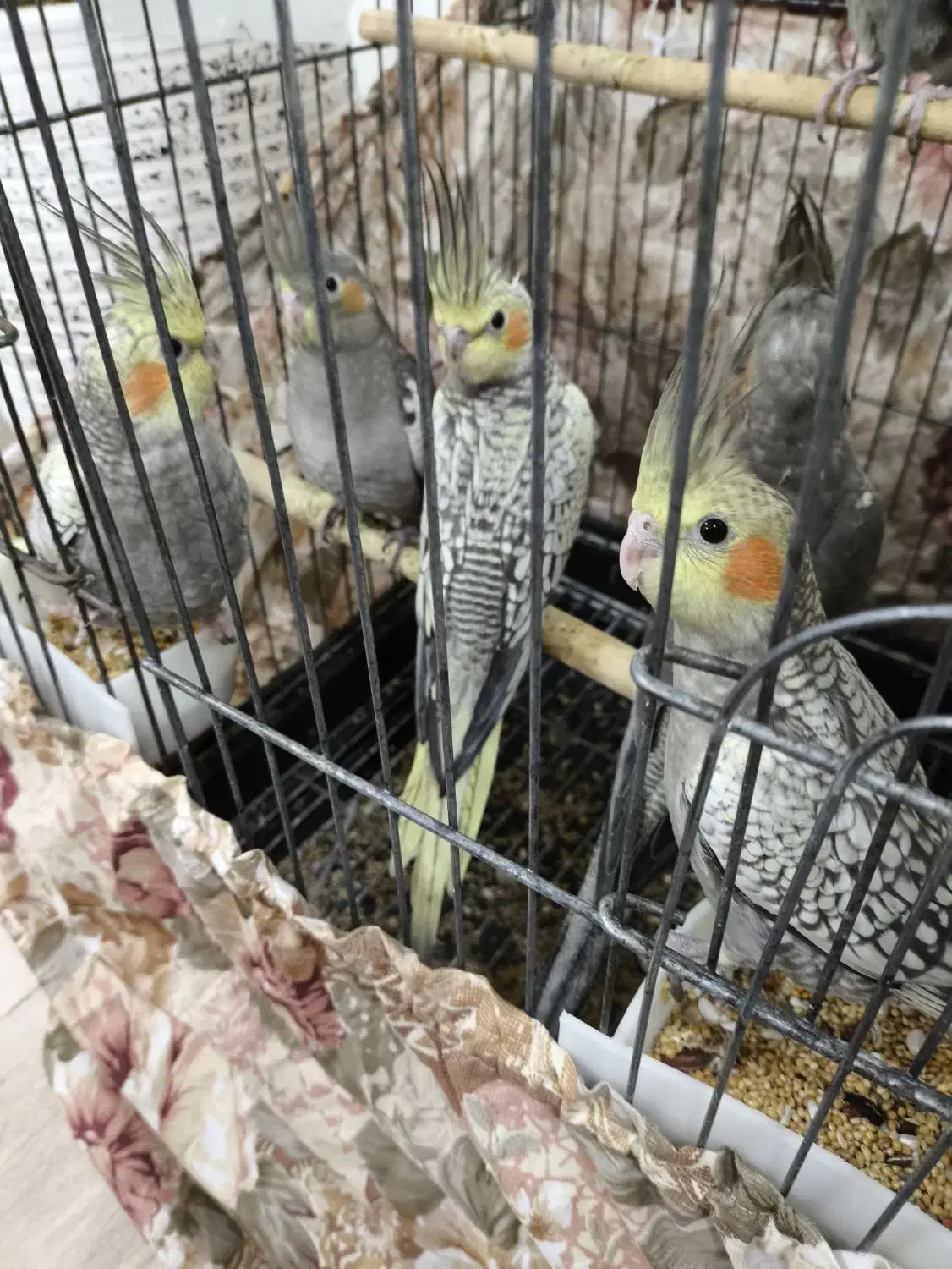 طوطی عروس|پرنده|آستانه اشرفیه, |دیوار