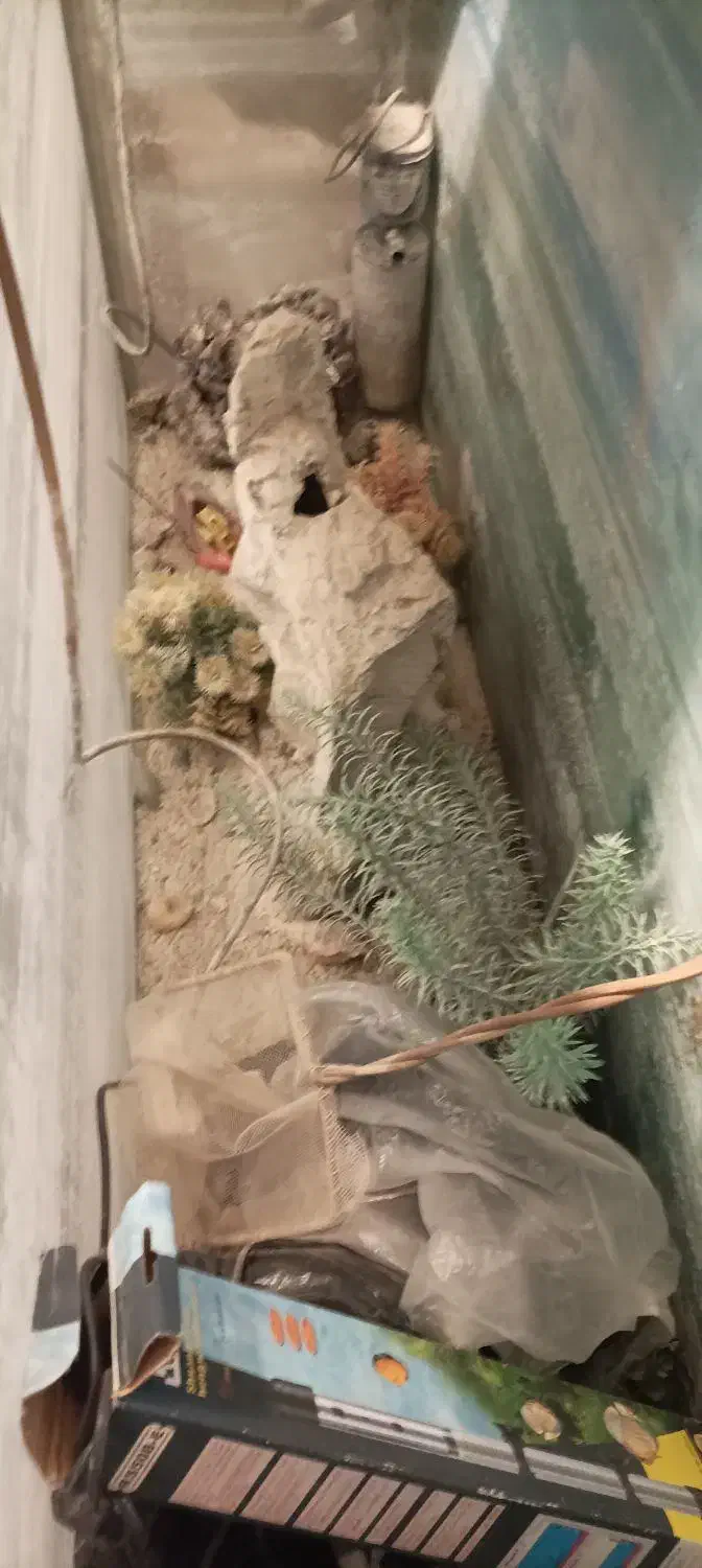 آکواریم|ماهی|زاهدان, |دیوار