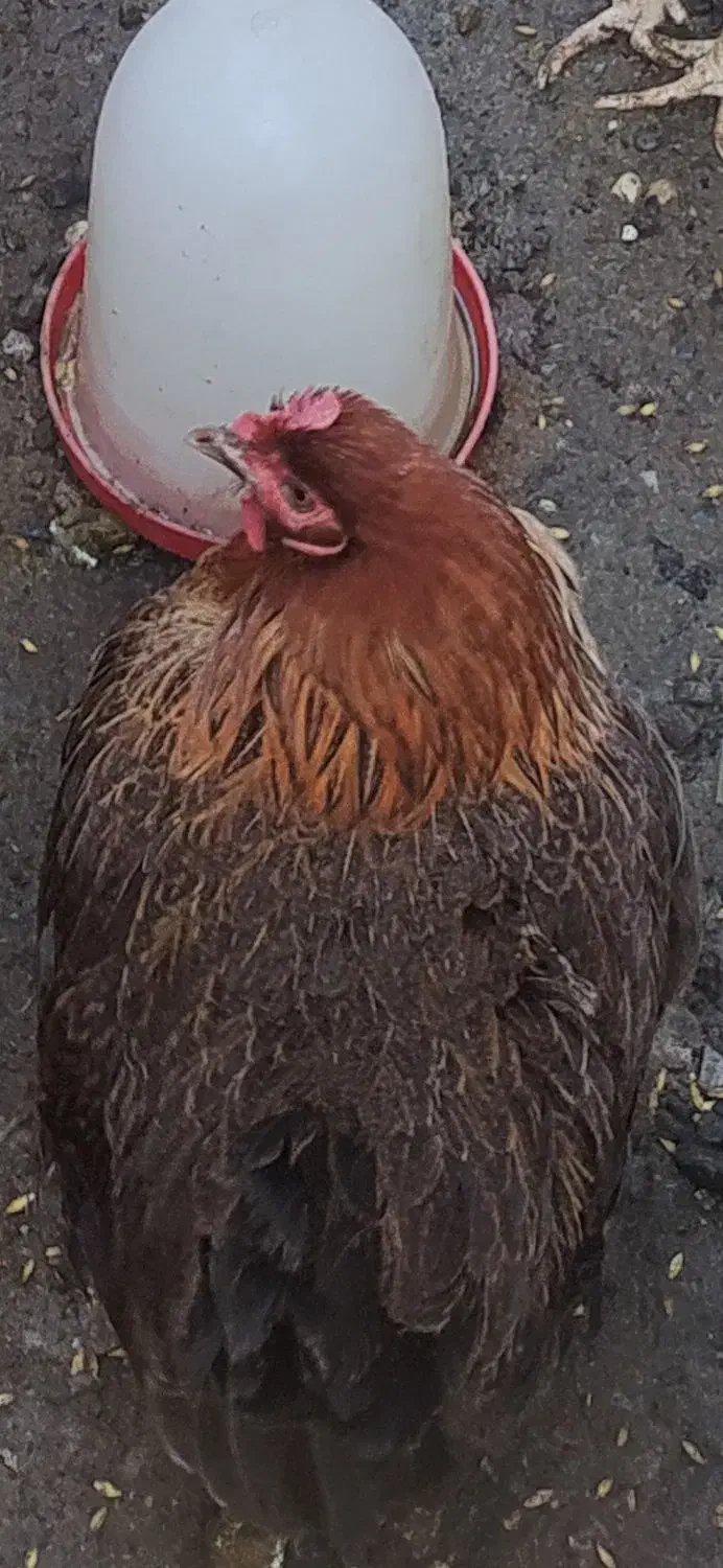 مرغ ،خروس محلی|حیوانات مزرعه|املش, |دیوار