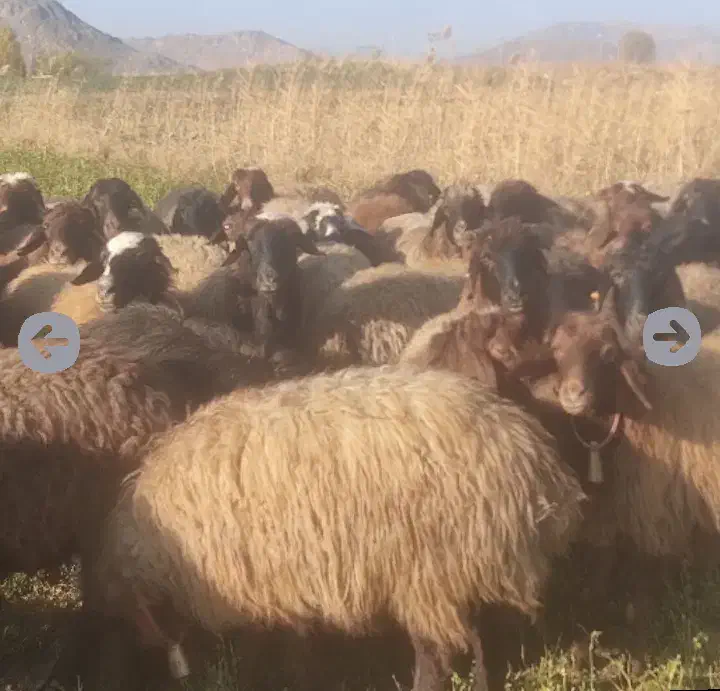 میش وبره بز و گله دربستی معاوظه|حیوانات مزرعه|داران, |دیوار