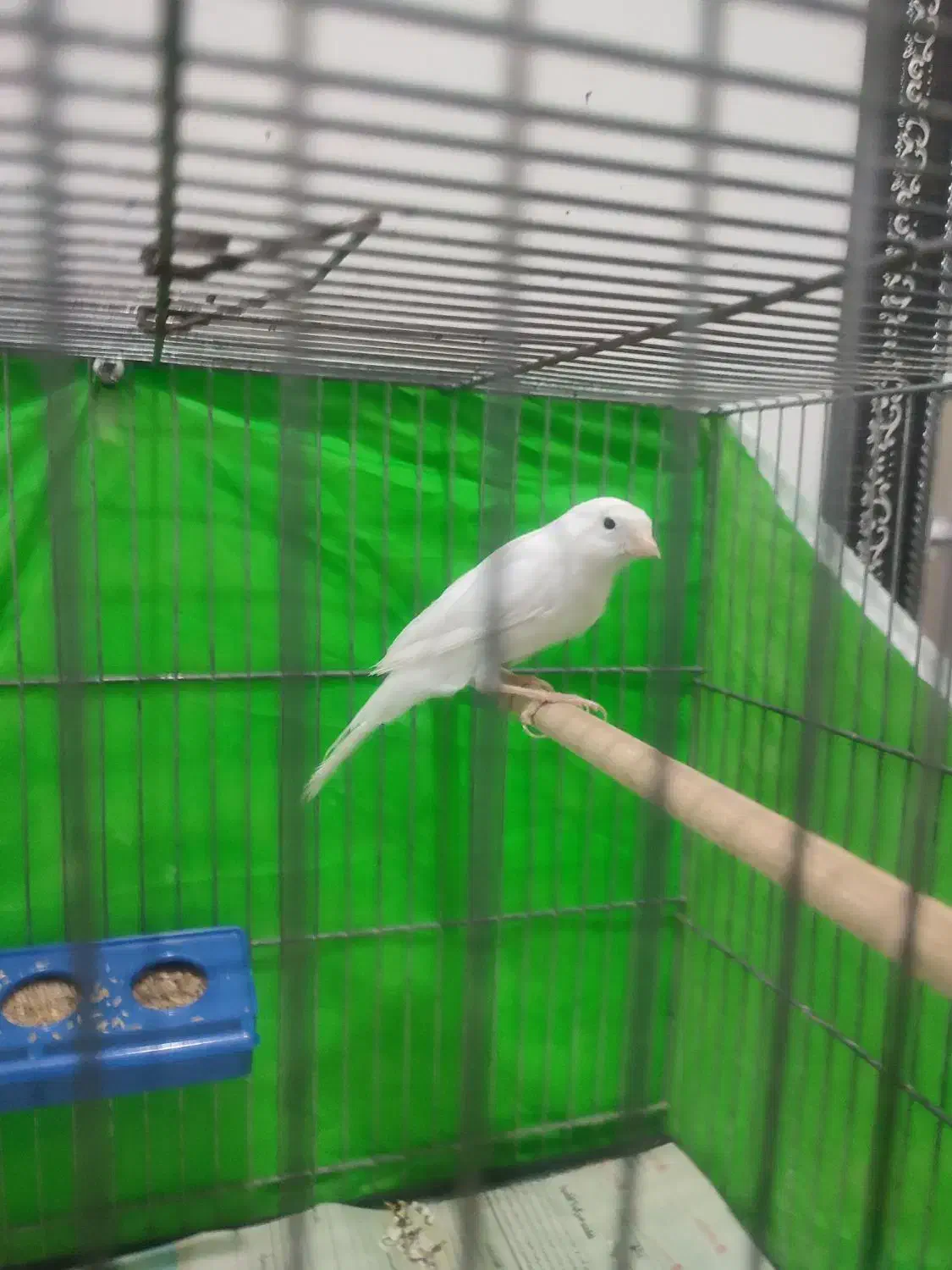 درود.|پرنده|امیدیه, |دیوار