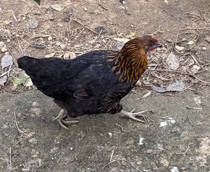 مرغ وخروس|حیوانات مزرعه|لاهیجان, لیالستان|دیوار