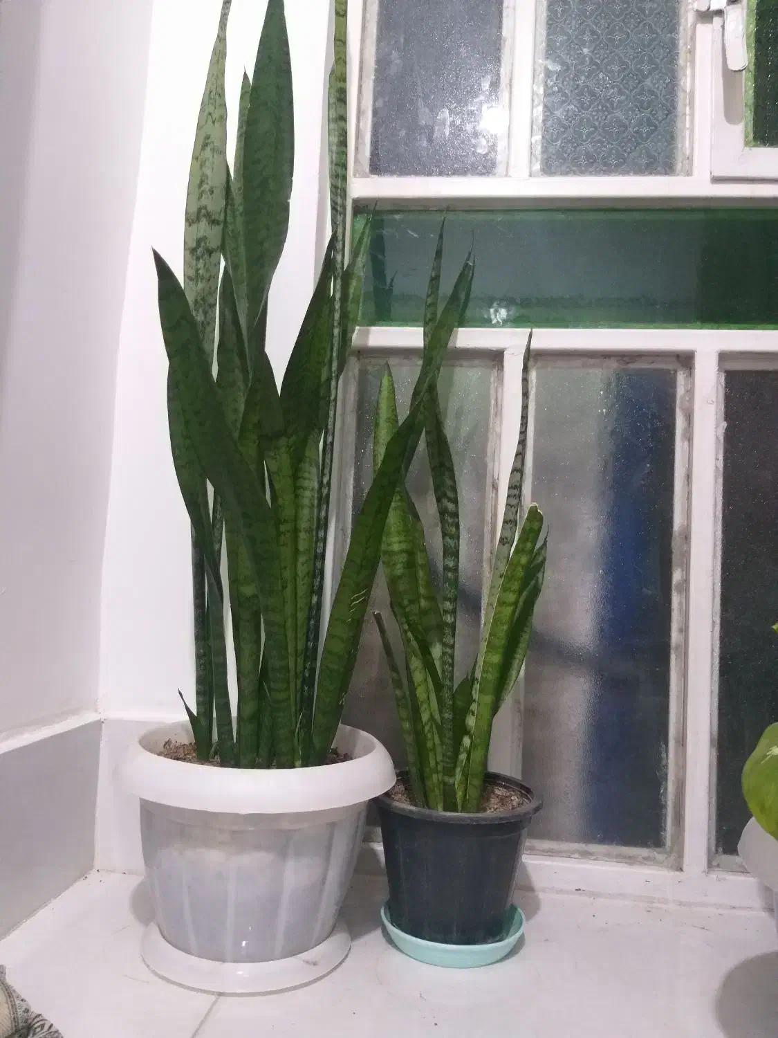 گل ...|گل و گیاه طبیعی|کازرون, |دیوار