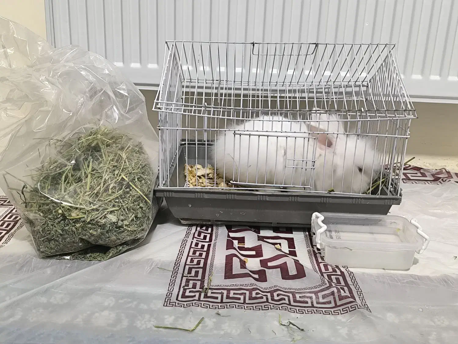 خرگوش لوپ نر|موش و خرگوش|کرمانشاه, |دیوار