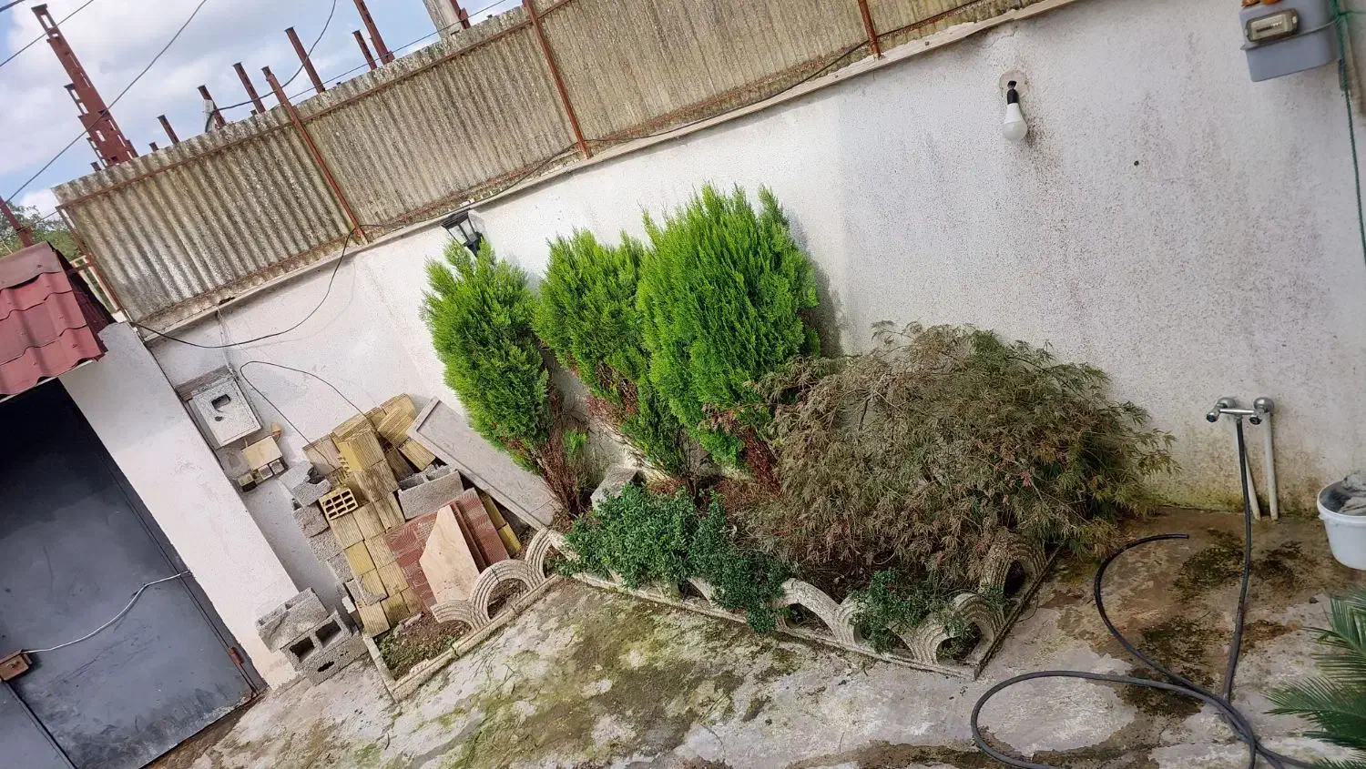 درخت های کاج دائما سبزده ساله کاملا سالم بدون آفت|گل و گیاه طبیعی|رشت, شکار اسطلخ|دیوار