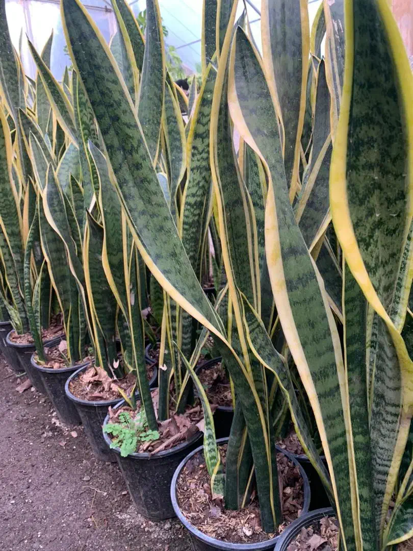 خاک گل تقویتی گل و گلخانه|گل و گیاه طبیعی|سبزوار, جوادیه شرقی|دیوار