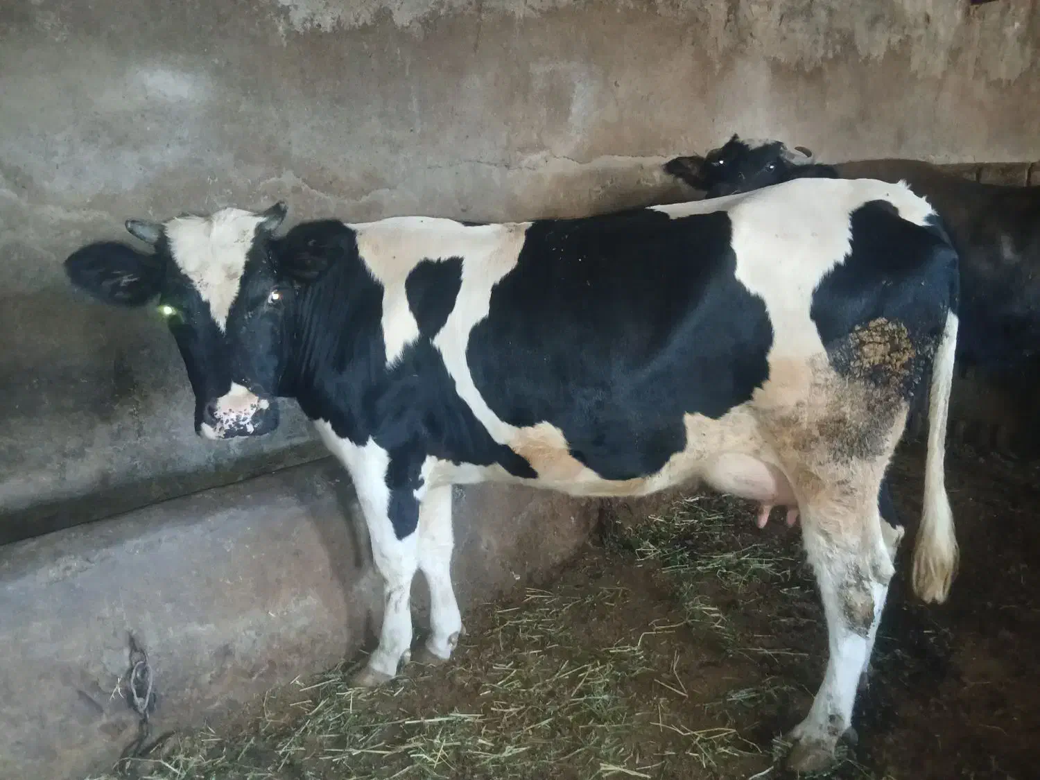 گاو شیری|حیوانات|سراب, |دیوار