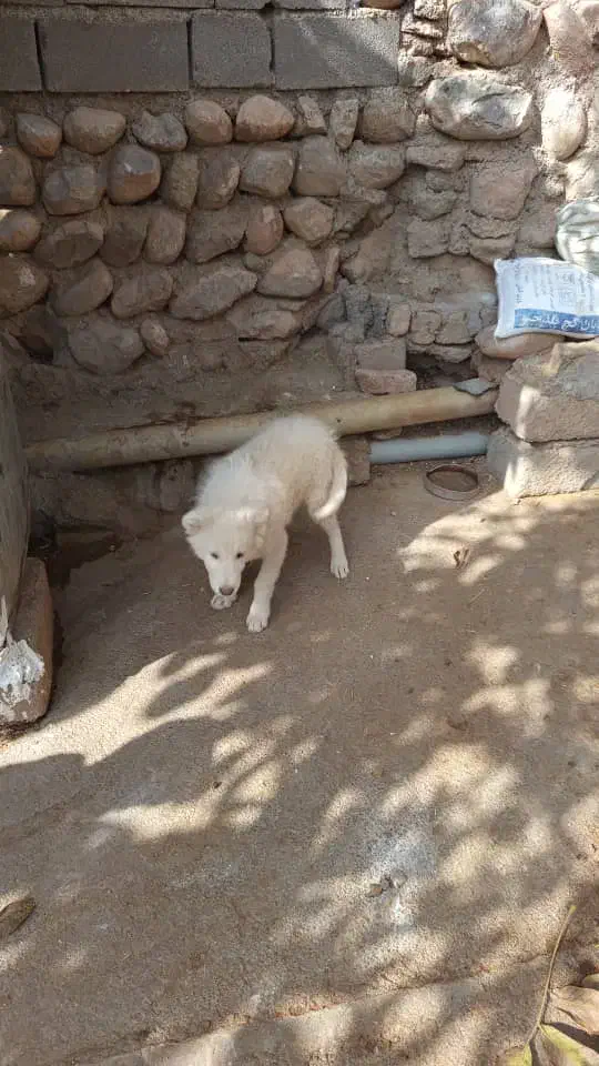 تول سگ|سگ|تهران, مخصوص|دیوار