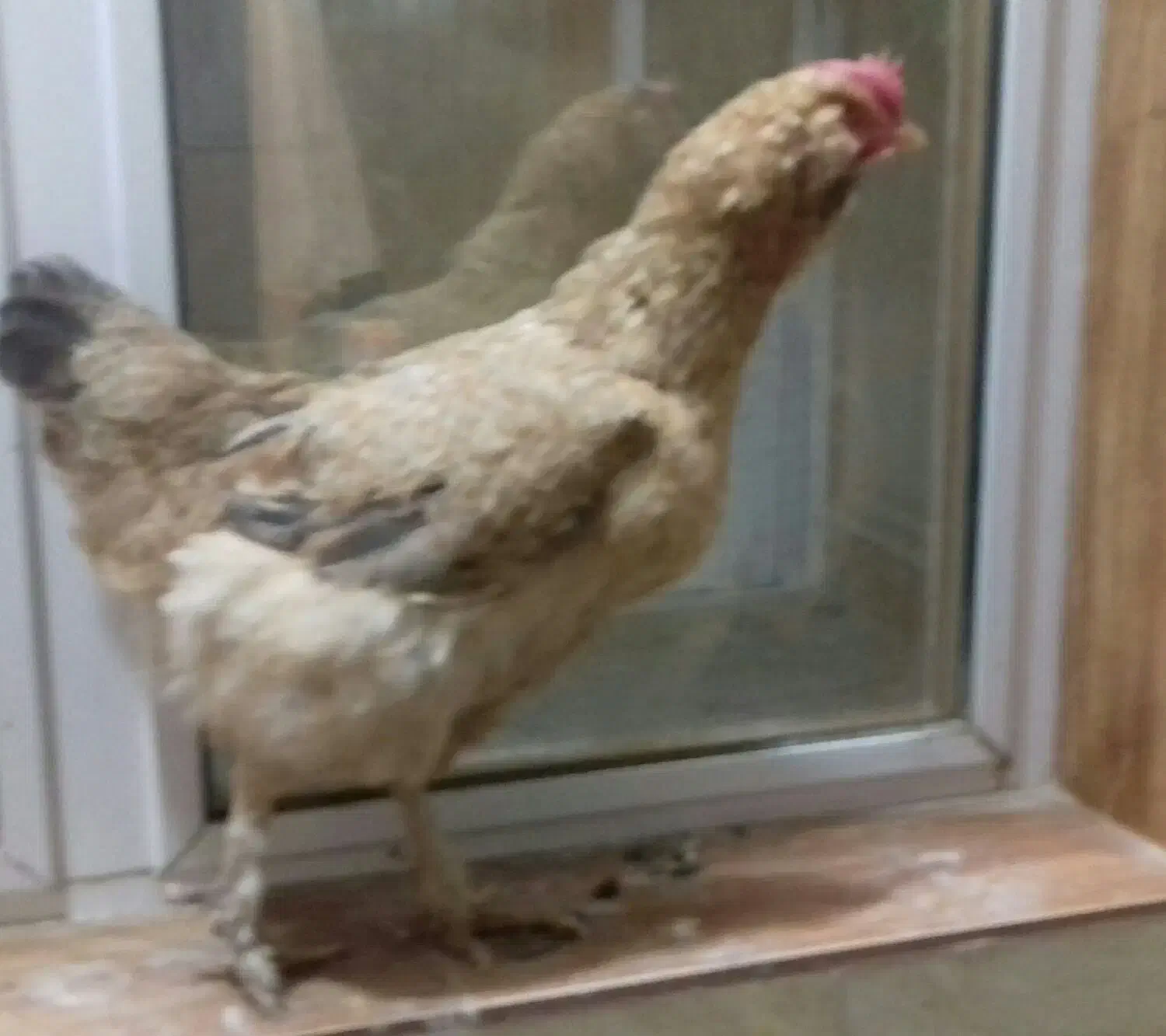 مرغ رسمی تخم گذار|حیوانات مزرعه|قم, میدان نو|دیوار