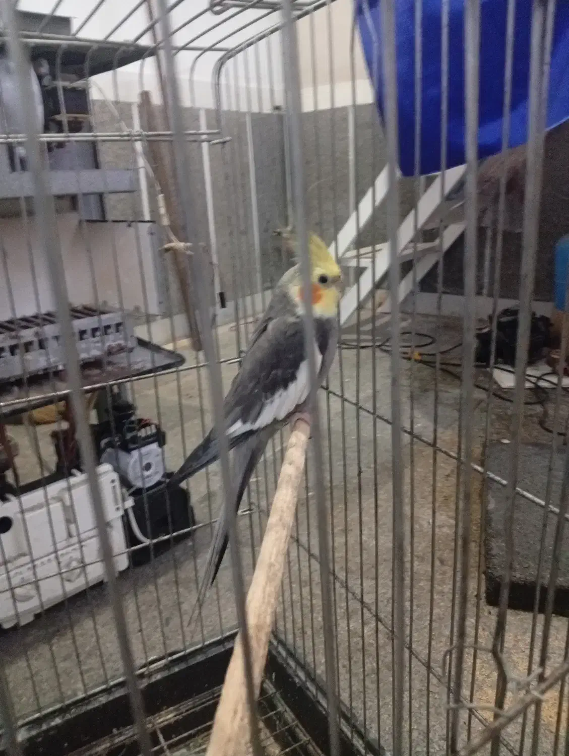 فروش عروس هلندی|پرنده|ساری, |دیوار