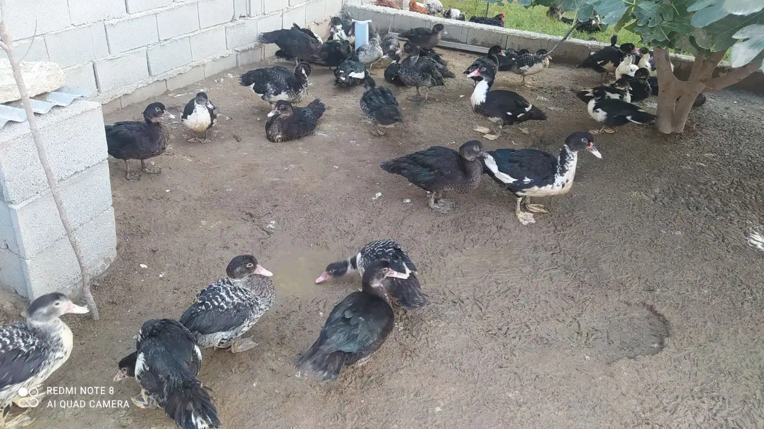 فروش 50عدد اردک مسکویی نروماده|حیوانات مزرعه|بندر ترکمن, |دیوار