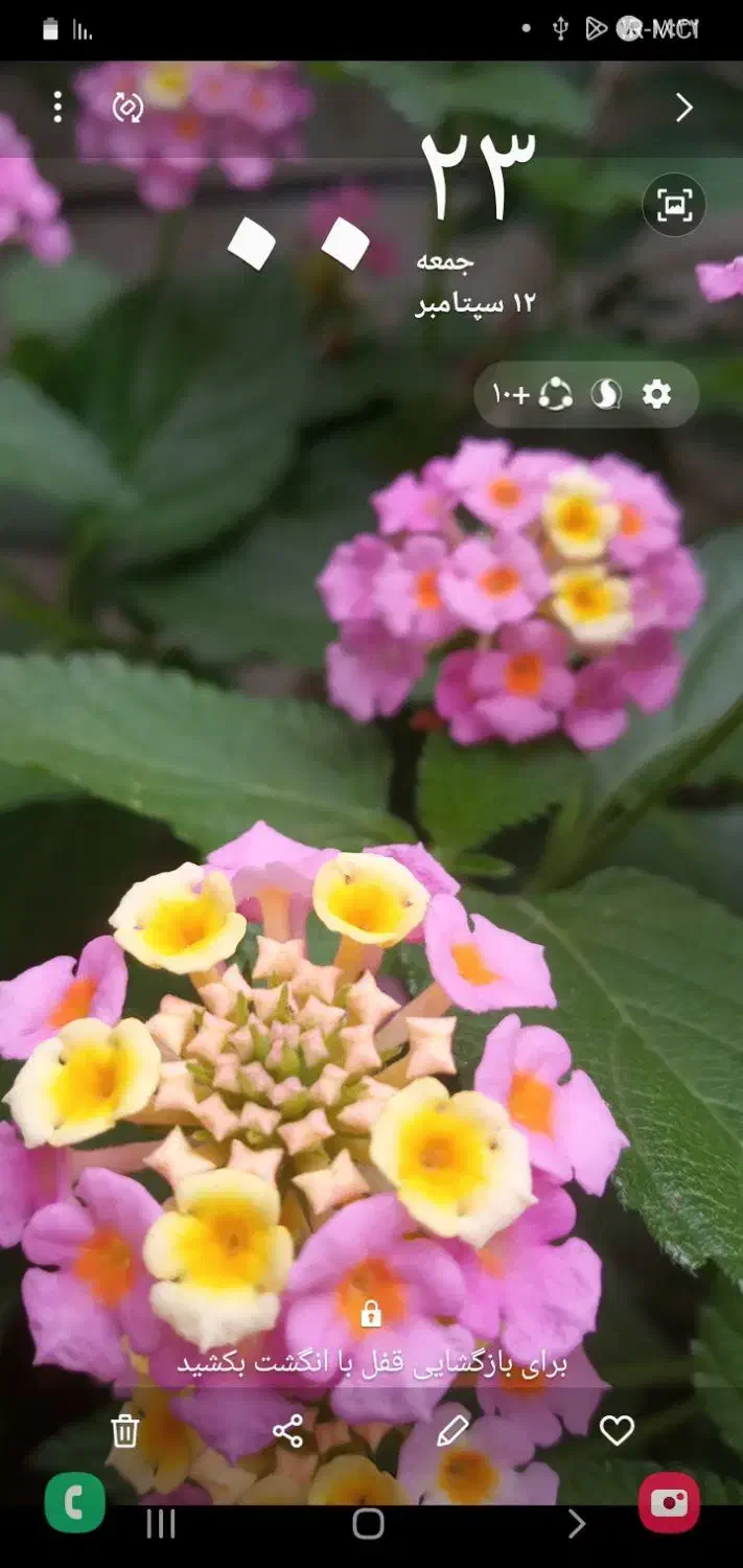 گل تزئینی|گل و گیاه طبیعی|رشت, کوی قدس|دیوار