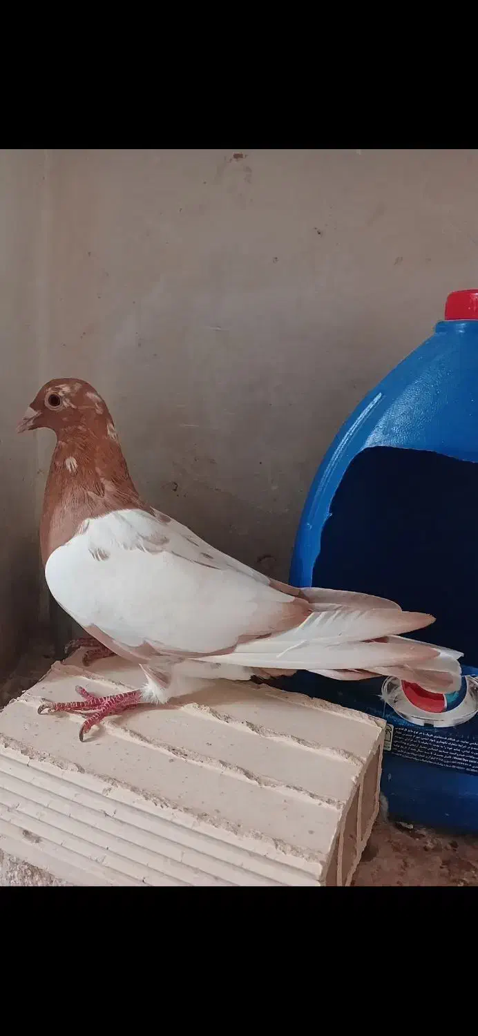 میولمنز|پرنده|آبپخش, |دیوار