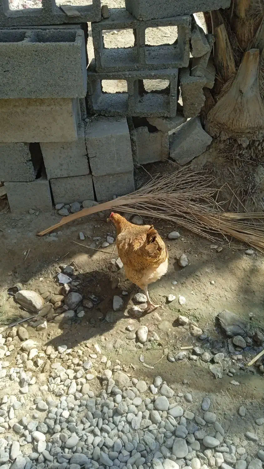 مرغ محلی تخم گذار|حیوانات مزرعه|بند زرک, |دیوار