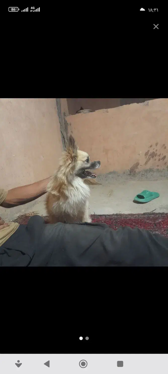 دزدیده شده|حیوانات|اسفراین, |دیوار