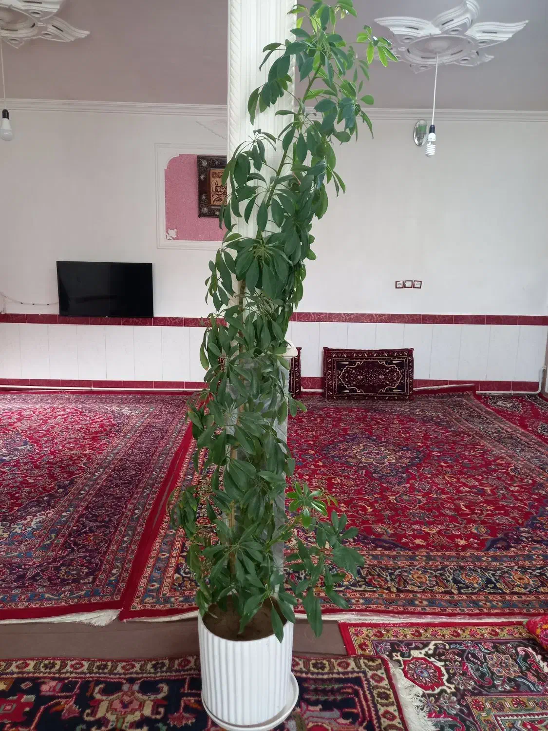 گل پنج انگشتی|گل و گیاه طبیعی|بناب, |دیوار