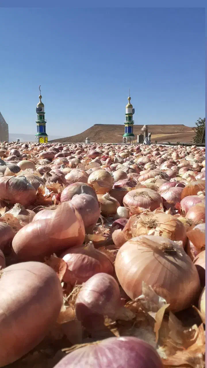 پیاز آفتاب خشک درجه یک|خوردنی و آشامیدنی|تکاب, |دیوار