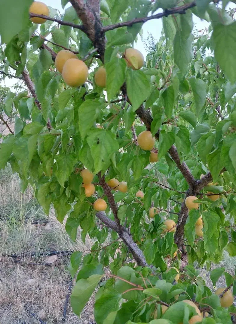 باغ هماشهر ۱۰۰۰ مترمربعی|فروش زمین و ملک کلنگی|شیراز, اصلاح‌نژاد|دیوار