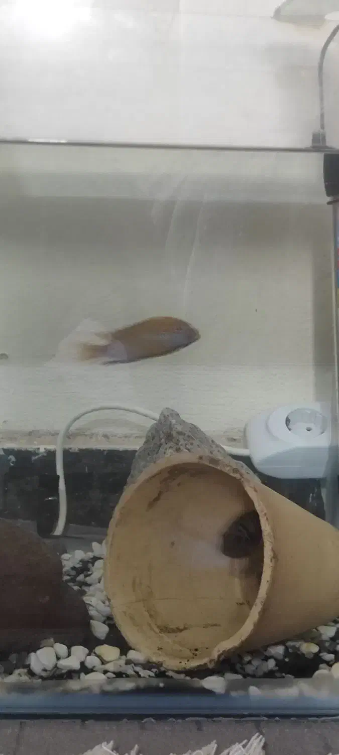 سچیلاید|ماهی|بندرعباس, |دیوار