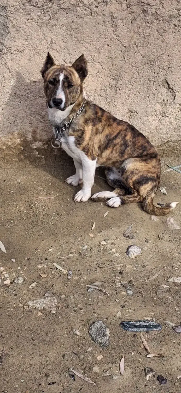 واگذاری|سگ|رزن, |دیوار