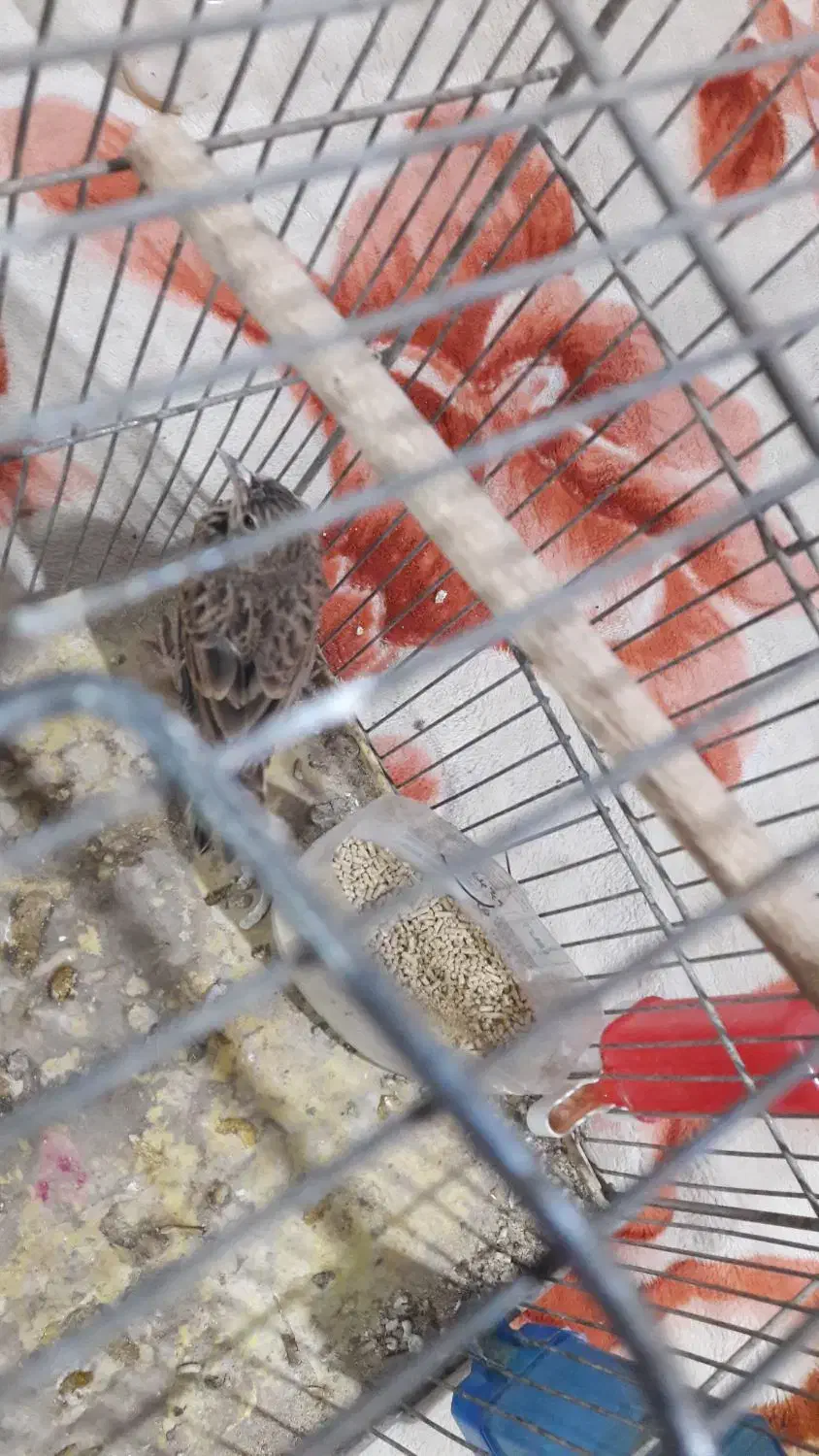 سهره خاکی|پرنده|قره چای, |دیوار