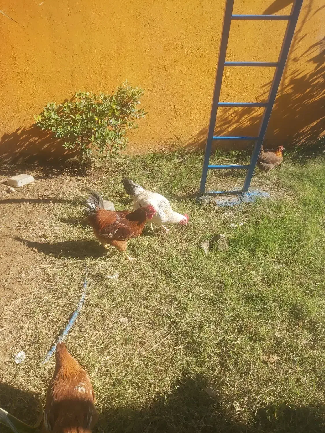 خروس محلی  جوان  دو نیم کیلو  به بالا  ۱تومن|حیوانات مزرعه|قائم‌شهر, |دیوار