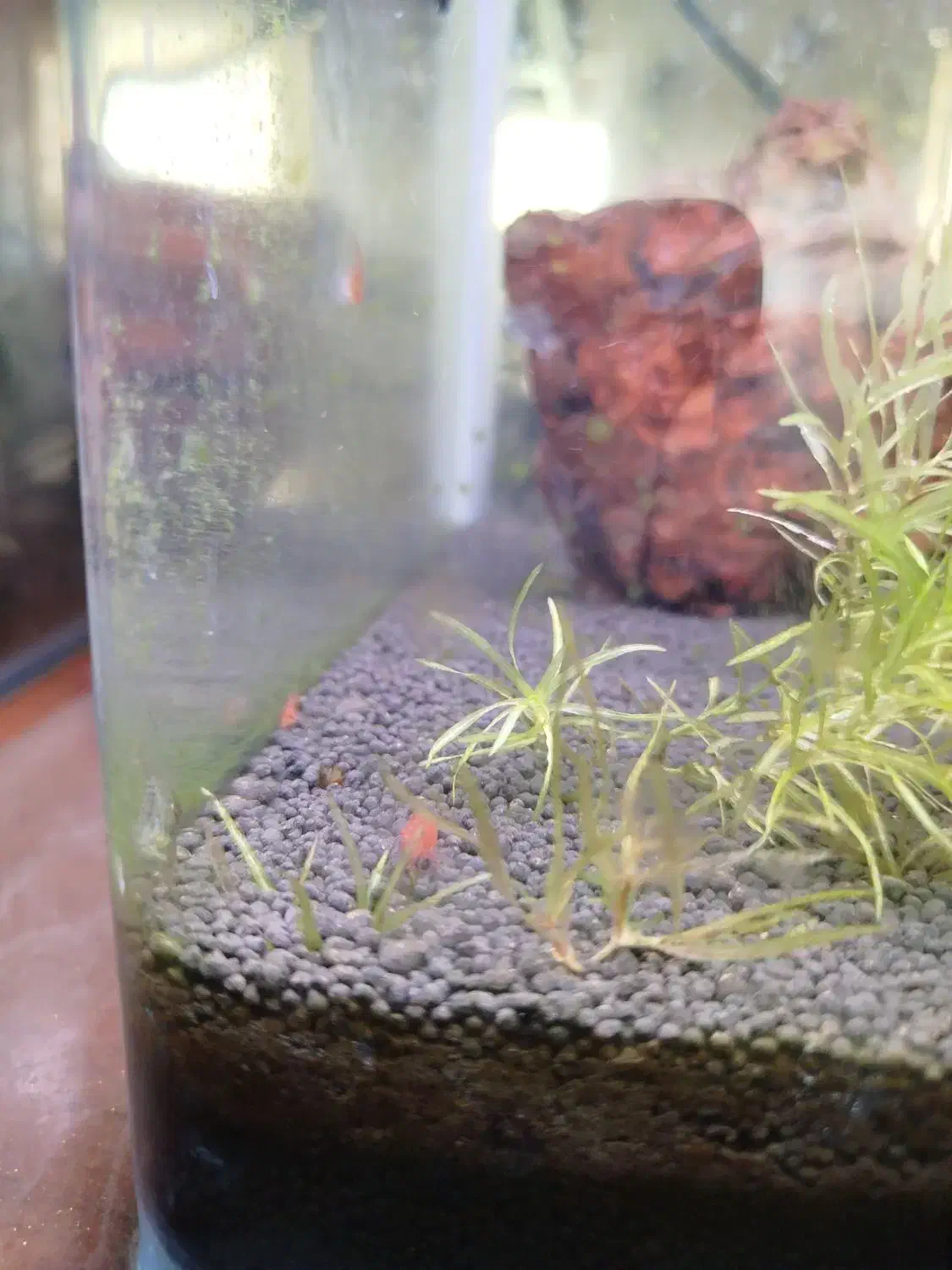 شریمپ|ماهی|شیراز, منطقه هوایی شهید دوران|دیوار