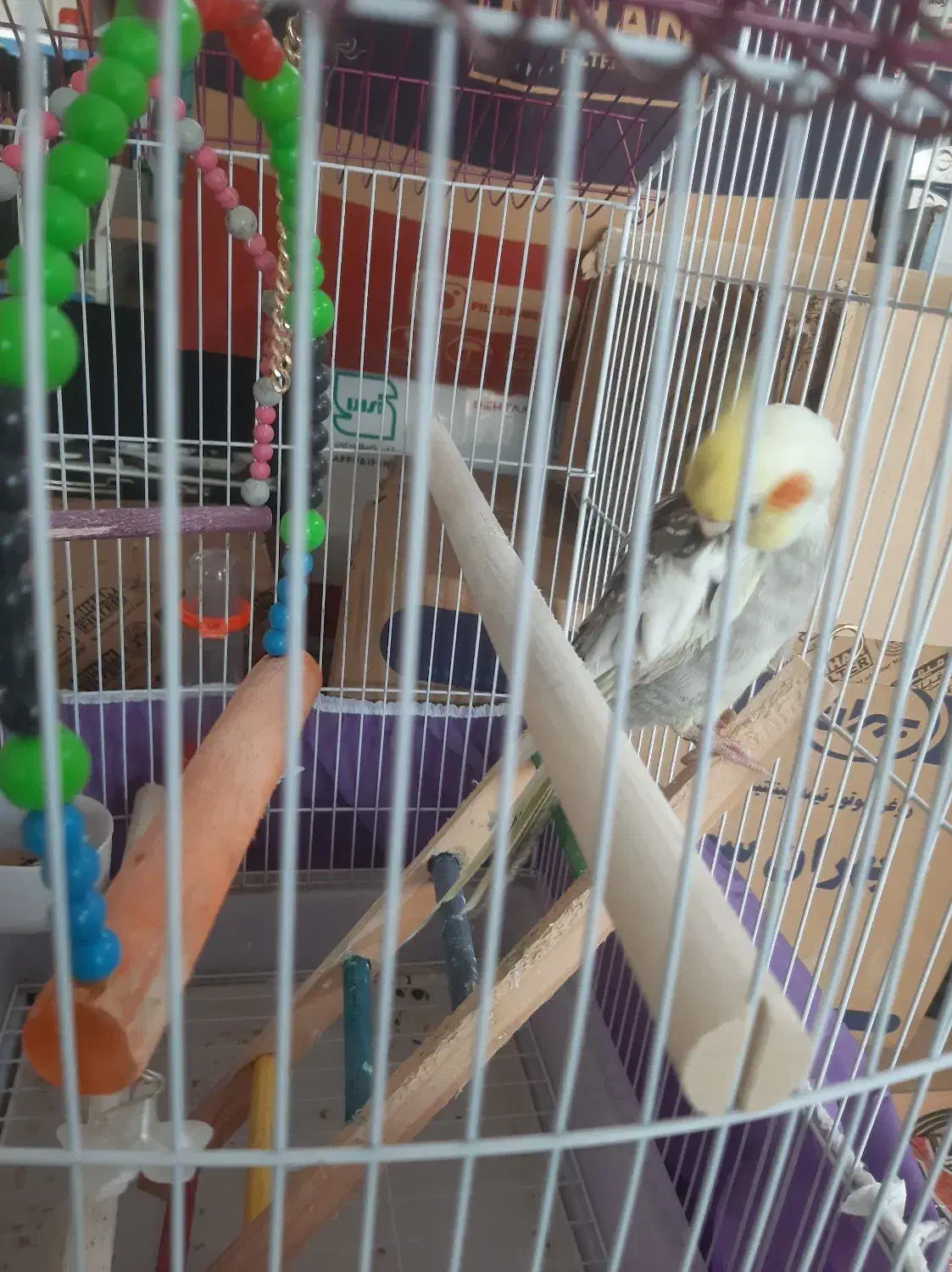 ۲ عدد عروس هلندی نره|پرنده|رودبنه, |دیوار