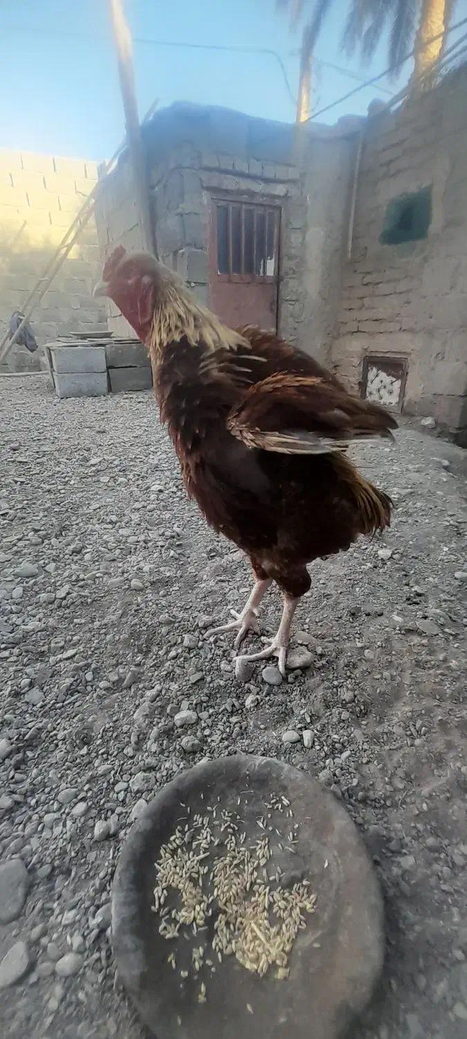 مرغ|پرنده|ایرانشهر, |دیوار