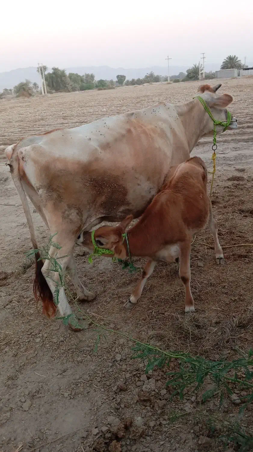 گاو شیری|حیوانات مزرعه|میناب, |دیوار