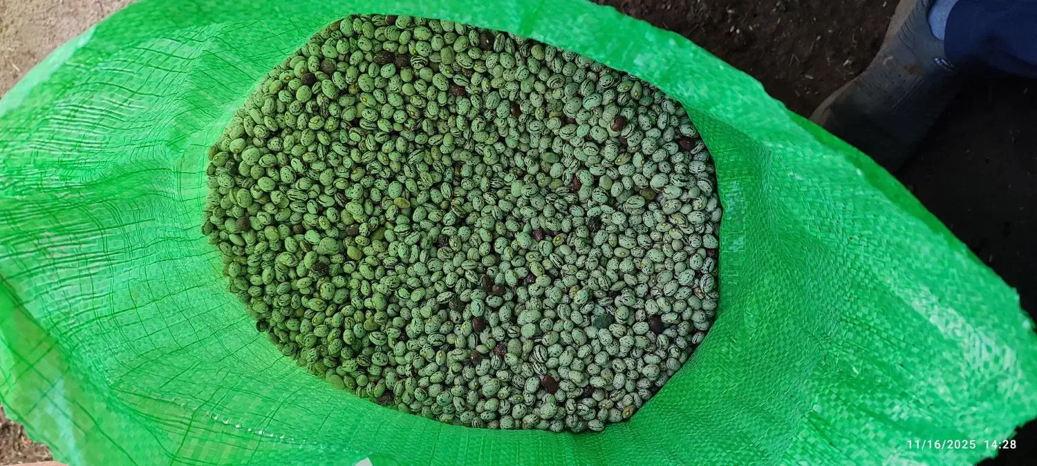 لوبیا چیتی و لوبیا قرمز|عمده‌فروشی|نظر کهریزی, |دیوار