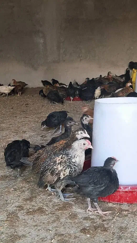 پرورش وفروش مرغ محلی|حیوانات مزرعه|شیراز, گویم|دیوار