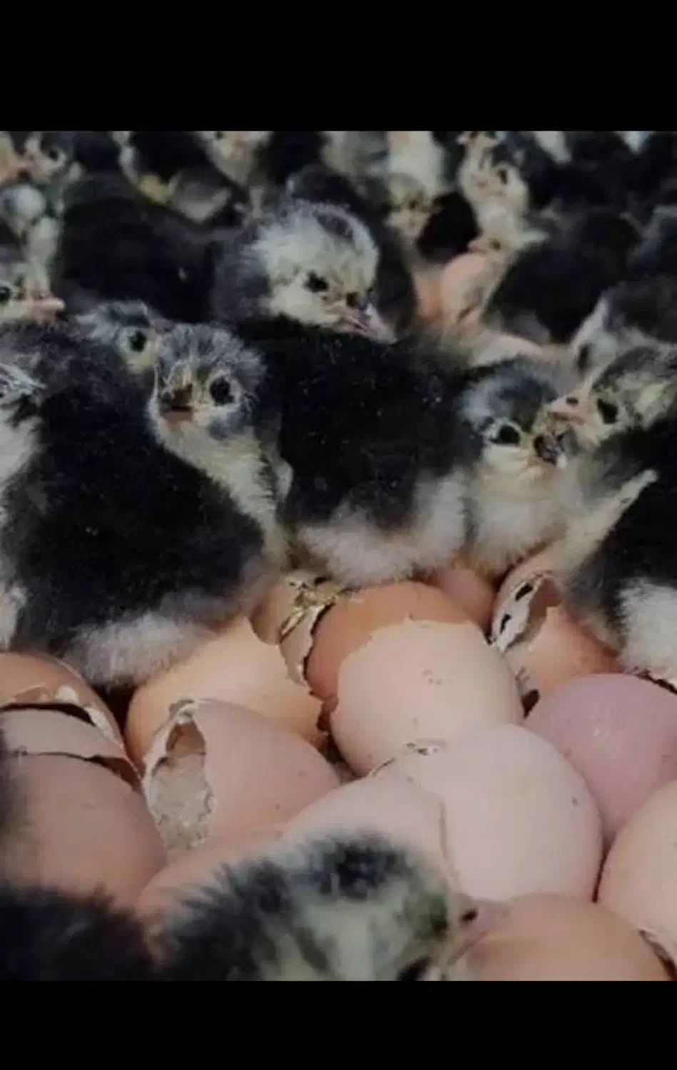 نیمچه و جوجه استرالوپ|حیوانات مزرعه|شاهین‌شهر, حافظ جنوبی|دیوار