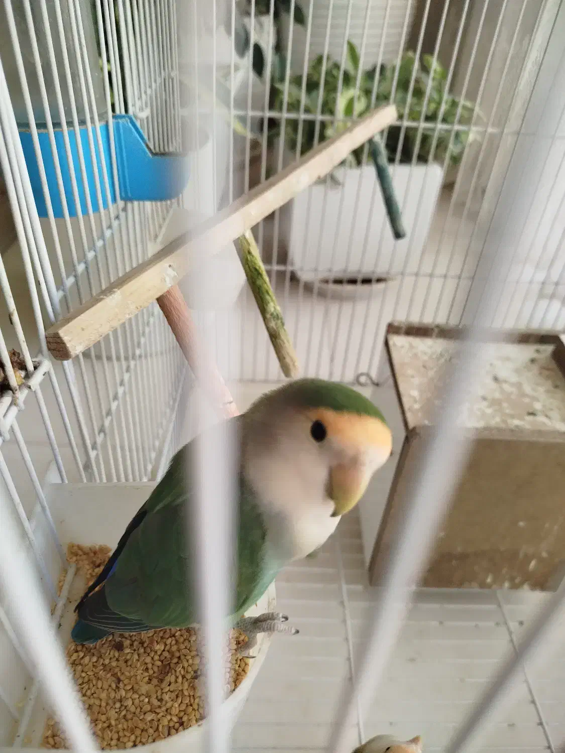 جفت برزیلی بالغ|پرنده|اصفهان, شفق|دیوار