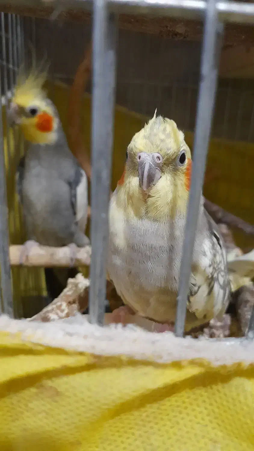 عروس هلندی جفت خورده|پرنده|صفادشت, |دیوار