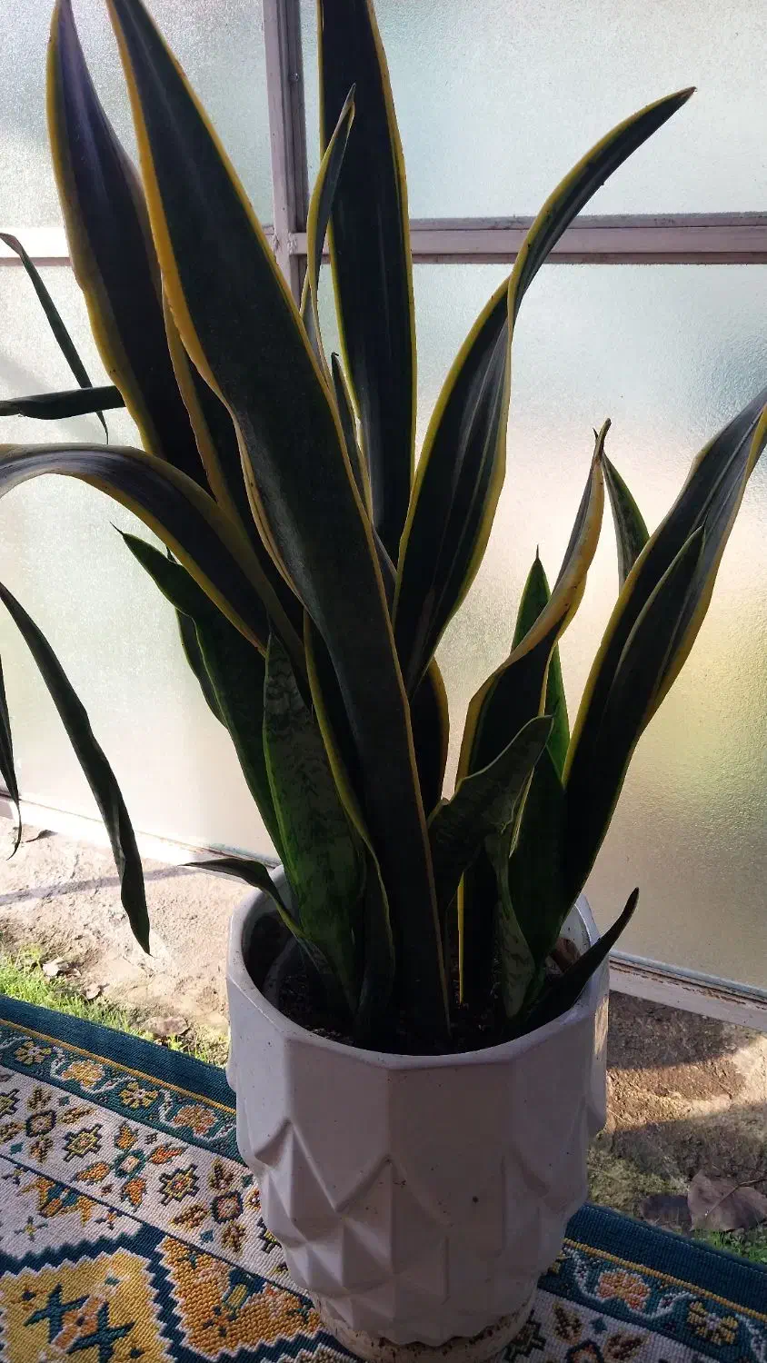 گل سانس|گل و گیاه طبیعی|کومله, |دیوار